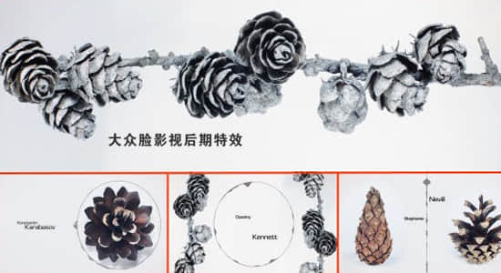 AE模板-干净简洁干枯松果爆开文字标题动画 Clean Organic Titles-精品资源站
