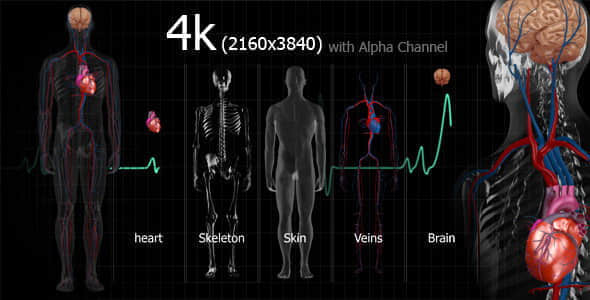 视频素材：7组4K分辨率三维医疗人体动画 Medical Human-精品资源站