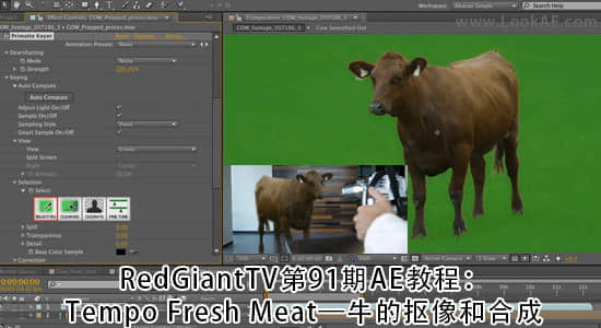 RedGiantTV第91期AE教程：牛的抠像和合成.Tempo Fresh Meat-精品资源站