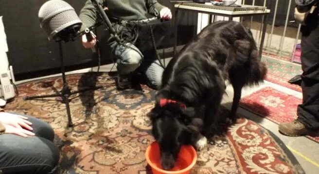 250种犬类咆哮 呻吟 吠叫 抓挠 喝水 吃东西音效合集