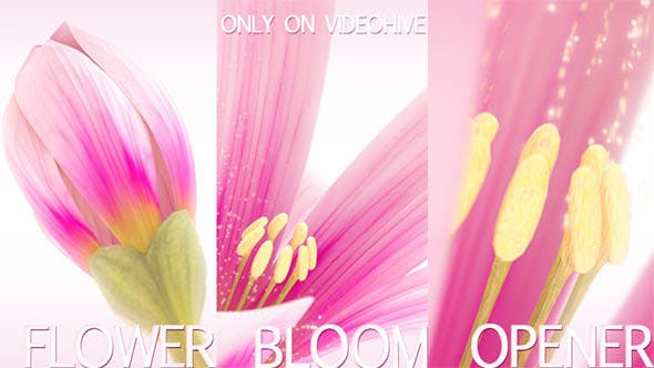 AE模板-美丽花儿开放LOGO标志片头 Flower Bloom Logo-精品资源站